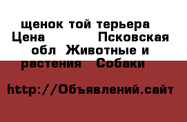 щенок той терьера › Цена ­ 5 000 - Псковская обл. Животные и растения » Собаки   